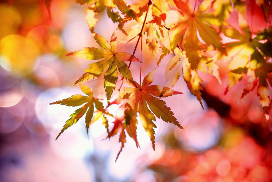 BVPPT Newsletter September 2025